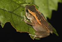 photo of nectophrynoides Florae